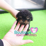 Baby “Blair” Is Such An Adorable Teddy Graham <3 ... Extreme Teddy Bear Poodle !! Outrageously Adorable !! VIP Puppy !!! .... Micro Black & Tan Poodle ....**SOLD TO ANTHONY REPEAT CLIENT*