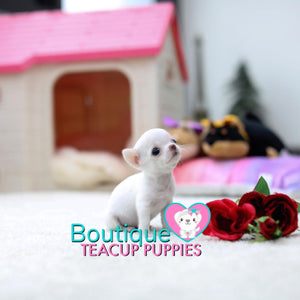 Adorable Princess “Ally” Aura Radiates Sweetness <3 ... Rare All White !! Perfect Apple Head !! Extremely Tiny!! Beautiful Markings !!  .... Micro White Chihuahua ....**Available**