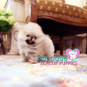 Tiny Micro “Caelynn” Is Super Excited For Spring To Come ! <3 ... VIP Exclusive !! Super Tiny !!  Ultra Adorable !! .... Micro Cream Sable Pomeranian ....**Available**