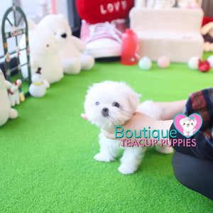 The Beauty Of This Top Tier Micro Maltese Is Incredible - Baby “Glacier” <3 ... SOLD TO LYNETTE!