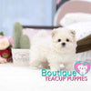 Tiny “Tommy” Tickles Us With His Endless Kisses <3 ... True Baby Doll ! Gorgeous Coat ! Amazing Quality !! .... Micro Cream Maltipoo ....**SOLD TO KIMBERLY and MARK**