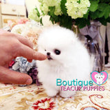 Luxurious Micro “Prada” Is A High End Sweetheart <3 ... VIP Exclusive !! Elite Quality !!  Super Tiny !! .... Micro Ice White Pomeranian ....**Available**