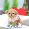 Lil “Spring” Is Blooming With So Much Love <3 ... Highly Desired Baby Doll Image !! Adorable Baby Doll Eyes !! VIP Puppy !!! .... Micro Apricot Maltipoo ....**SOLD TO UK CLIENT **