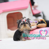 Lil “Daisy” Is # 1 VIP🏆 When It Comes To Any Cuteness/Quality Contest <3 ... Super Tiny - 1.5 Pounds @ 5 Months Old (3/20/19) !!! Huge Loving Baby Doll Eyes !! Top Tier Quality !!! .... Micro Black & Tan Yorkie ....**Available**UPDATED Pics/Video 3/20/19