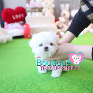 The Beauty Of This Top Tier Micro Maltese Is Incredible - Baby “Glacier” <3 ... SOLD TO LYNETTE!