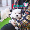 Lil Miss “Cloud” Has Such A Gorgeous Fluffy Cotton Coat <3 ... VIP !! Glamorous !! New Mini Breed For Us  !! .... Mini Cotton White Coton de Tulear ....**Available**