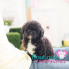 Lil Baby “Star” Brightens Up Any Environment <3 ... Super Cute !! Gorgeous Noir Black !! Radiant !! .... Micro Black Poodle ....**Available**