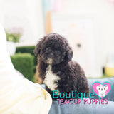 Lil Baby “Star” Brightens Up Any Environment <3 ... Super Cute !! Gorgeous Noir Black !! Radiant !! .... Micro Black Poodle ....**Available**