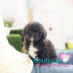 Lil Baby “Star” Brightens Up Any Environment <3 ... Super Cute !! Gorgeous Noir Black !! Radiant !! .... Micro Black Poodle ....**Available**