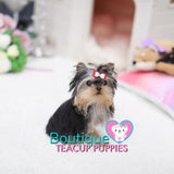 Lil “Daisy” Is # 1 VIP🏆 When It Comes To Any Cuteness/Quality Contest <3 ... Super Tiny - 1.5 Pounds @ 5 Months Old (3/20/19) !!! Huge Loving Baby Doll Eyes !! Top Tier Quality !!! .... Micro Black & Tan Yorkie ....**Available**UPDATED Pics/Video 3/20/19