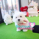 Lil Miss “Cloud” Has Such A Gorgeous Fluffy Cotton Coat <3 ... VIP !! Glamorous !! New Mini Breed For Us  !! .... Mini Cotton White Coton de Tulear ....**Available**