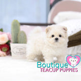 Tiny “Tommy” Tickles Us With His Endless Kisses <3 ... True Baby Doll ! Gorgeous Coat ! Amazing Quality !! .... Micro Cream Maltipoo ....**SOLD TO KIMBERLY and MARK**