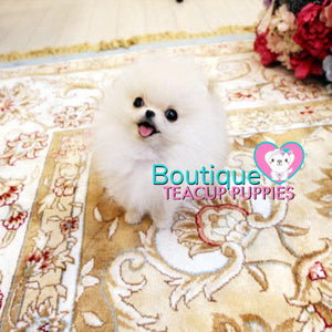 Micro “Macadamia” Is One Of The Tiniest POCKET SIZE Poms Arounds <3 ... VIP Puppy ! Beautiful !! 580 Grams @ 5 Months !! Rare Crazy Tiny Size !! Platinum Quality !!  Tiny Sizing !! .... Micro Cream Pomeranian ....**Available**UPDATED 3/4/19