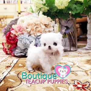 Jubilant “Jasmine” Spreads So Much Fun With Her Alluring Personality <3 ... POCKET SIZE !! Superior Quality !! VIP Puppy !! .... Micro White Maltese ....**SOLD TO SARAH IN UK**