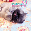 Baby “Prince” Loves To Get His Belly Rubbed & Giggle <3 ... Beautiful Rich Sable !! Perfect Puppy !! So Little !! .... Micro Sable Pekingese ....**Available**