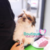 Lil “Miss Canada” Is Ready To Meet Her New Loving Family <3 ...  Ultra Cute Factor !! Perfect Micro Shih Tzu !! Baby Doll Looks !! .... Micro White & Red Shih Tzu ....**Available**UPDATED Pics/Video 2/1/19