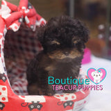 Baby “Blair” Is Such An Adorable Teddy Graham <3 ... Extreme Teddy Bear Poodle !! Outrageously Adorable !! VIP Puppy !!! .... Micro Black & Tan Poodle ....**SOLD TO ANTHONY REPEAT CLIENT*