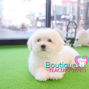 Lil Miss “Cloud” Has Such A Gorgeous Fluffy Cotton Coat <3 ... VIP !! Glamorous !! New Mini Breed For Us  !! .... Mini Cotton White Coton de Tulear ....**Available**