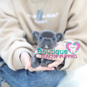 Precious Baby “Diamond” Is Everything You Want In A Luxury Puppy <3 .... VIP Quality !!! Super Tiny !!! Fantastic Features !!! ... Mini Blue Bulldog ...SOLD to Feldman family!