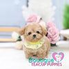 Lil “Spring” Is Blooming With So Much Love <3 ... Highly Desired Baby Doll Image !! Adorable Baby Doll Eyes !! VIP Puppy !!! .... Micro Apricot Maltipoo ....**SOLD TO UK CLIENT **