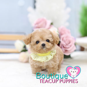 Lil “Spring” Is Blooming With So Much Love <3 ... Highly Desired Baby Doll Image !! Adorable Baby Doll Eyes !! VIP Puppy !!! .... Micro Apricot Maltipoo ....**SOLD TO UK CLIENT **