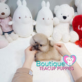 Micro “Mr. Pudding” Loves To Listen To Music With Loved Ones <3 ... Luxurious VIP Quality !! Exquisite Pomeranian !!  Super Tiny !! .... Micro Cream Sable Pomeranian ....**Available**