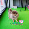 Lil “Nugget” Is Your Perfect Cuddle Buddy <3 Teddy Bear Style!!!! So Adorable !! Baby Doll Eyes !!  .... Micro Brown & Tan Pomeranian ....**Available**UPDATED Pics/Video 03/08/19