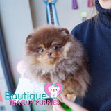 Lil “Nugget” Is Your Perfect Cuddle Buddy <3 Teddy Bear Style!!!! So Adorable !! Baby Doll Eyes !!  .... Micro Brown & Tan Pomeranian ....**Available**UPDATED Pics/Video 03/08/19