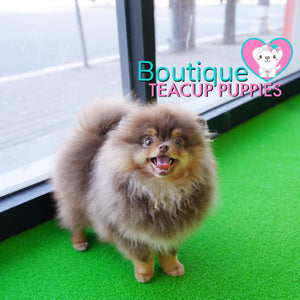 Lil “Nugget” Is Your Perfect Cuddle Buddy <3 Teddy Bear Style!!!! So Adorable !! Baby Doll Eyes !!  .... Micro Brown & Tan Pomeranian ....**Available**UPDATED Pics/Video 03/08/19