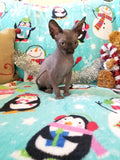 Baby Grinch - Darling Gorgeous Sphynx Kitten Available!