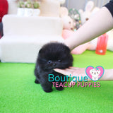 Micro “Macy” Makes The Day So Much Brighter <3 ... Superior Pomeranian !! VIP Quality !! Baby Doll Pomeranian !! .... Micro Midnight Black Pomeranian ....**SOLD to Redina**