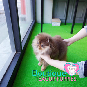 Lil “Nugget” Is Your Perfect Cuddle Buddy <3 Teddy Bear Style!!!! So Adorable !! Baby Doll Eyes !!  .... Micro Brown & Tan Pomeranian ....**Available**UPDATED Pics/Video 03/08/19