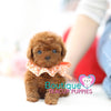 Princess “Penelope” Wants Play Around In The Spring Flowers <3 ... Prestigious Beauty !! Extreme Baby Doll Image !! VIP Puppy !!! .... Micro Red Poodle ....**SOLD TO ALEXANDRA*