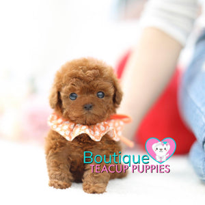 Princess “Penelope” Wants Play Around In The Spring Flowers <3 ... Prestigious Beauty !! Extreme Baby Doll Image !! VIP Puppy !!! .... Micro Red Poodle ....**SOLD TO ALEXANDRA*