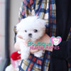 The Beauty Of This Top Tier Micro Maltese Is Incredible - Baby “Glacier” <3 ... SOLD TO LYNETTE!