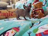 Baby Grinch - Darling Gorgeous Sphynx Kitten Available!