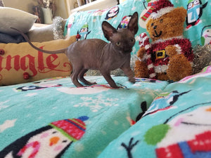 Baby Grinch - Darling Gorgeous Sphynx Kitten Available!