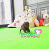 Baby “Ryan” Draws Everybody In Effortlessly With His Sweet Presence <3 ... Crazy Adorable !! Gorgeous Curly Coat !! VIP Puppy !!! .... Micro Rich Chocolate Poodle ....**SOLD to Stephanie**