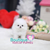 Tiny “Tinkette” Melts Our Hearts With Her Innocent Sweetness <3 ... Luxury VIP Pom !! Extreme Bear Face !!  Super Tiny Sizing !! .... Micro Ice White Pomeranian ....**Available**