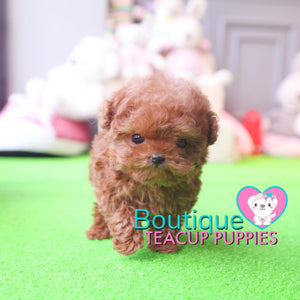 Happiness Radiates From The Adorable Baby “Harley” <3 ... Superb Quality Level !! Extreme Teddy Bear !! VIP Puppy !!! .... Micro Red Poodle ....**SOLD TO JOSEPH and Family**