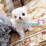 Jubilant “Jasmine” Spreads So Much Fun With Her Alluring Personality <3 ... POCKET SIZE !! Superior Quality !! VIP Puppy !! .... Micro White Maltese ....**SOLD TO SARAH IN UK**