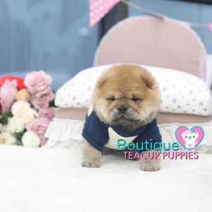 Baby Bear “Elaina” Wants To Snuggle <3 ... Luxurious Chow Chow !! Rare Mini Sizing !! VIP Quality !! .... Mini Red Chow Chow ....**Available**