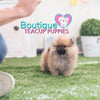 Lil “Alice” Is Always A Heart Warming Suprise <3 ... Immaculate Quality !! Stunning Rich Color !!  Teddy Bear Face !! .... Micro Orange Sable Pomeranian ....**Available**