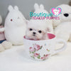 Baby “Mardy” Knows How To Get Straight To Our Hearts <3 ... Extreme Baby Doll Image !! Glamorous !! VIP Puppy !! .... Micro White Maltese ....**Available**