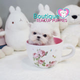 Baby “Mardy” Knows How To Get Straight To Our Hearts <3 ... Extreme Baby Doll Image !! Glamorous !! VIP Puppy !! .... Micro White Maltese ....**Available**