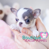 Sweet Baby “Toby” Is The Ideal Partner In Life <3 ... Stunning Apple Head !! Extremely Tiny!! Platinum Quality !!  .... Micro Blue Tri Chihuahua ....**Available**