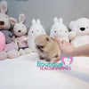 Micro “Mr. Pudding” Loves To Listen To Music With Loved Ones <3 ... Luxurious VIP Quality !! Exquisite Pomeranian !!  Super Tiny !! .... Micro Cream Sable Pomeranian ....**Available**