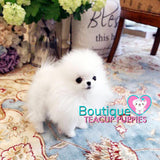 The Luxurious Perfect POCKET Micro Pomeranian Miss “Dior” <3 ... VIP Exclusive !! 590 grams @ 5 Months Old!! Platinum Quality Level !!  Extremely Tiny !! .... Micro White Pomeranian ....**Available**UPDATED Pics/Video 3/4/19