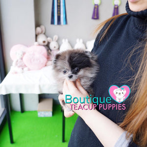 The Fabulous Rare Dream Micro Puppy - Baby “Zelle” <3 ... Luxurious Pomeranian !! Beautiful Markings/Coloring !! Stunning VIP Puppy !! .... Micro Merle Pomeranian ....**Available**UPDATED Pics/Video 3/7/19