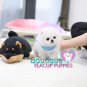 Tiny Lil “Miss Teacup” Is Absolutely Fabulous <3 ... VIP Quality !! Delicate Features !!  Super Tiny Sizing !! .... Micro Sky White Pomeranian ....**Available**